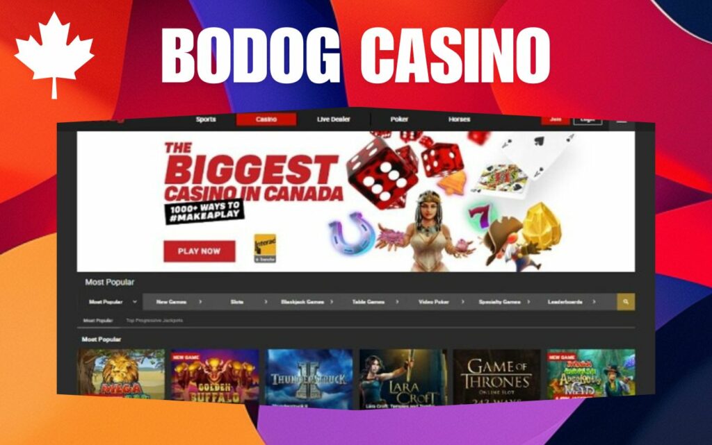 Different Bodog online casino games review